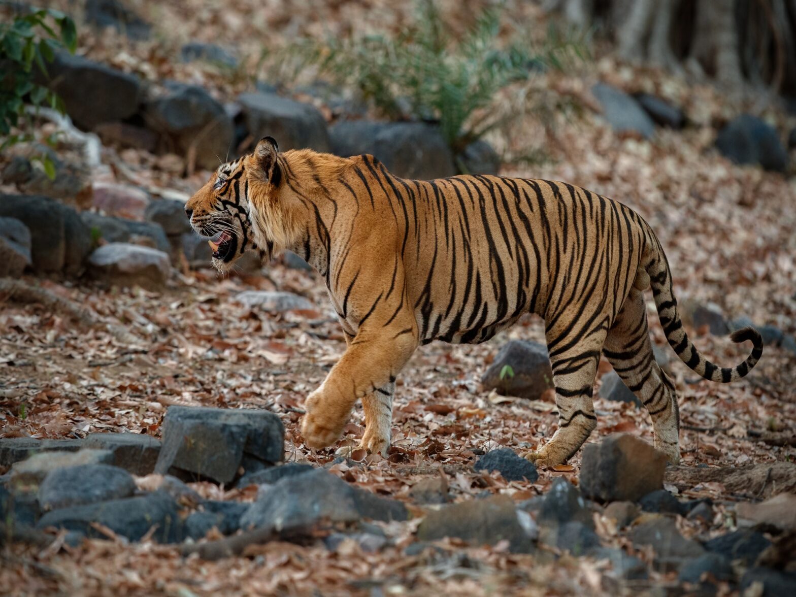 tadoba tour packages from nagpur