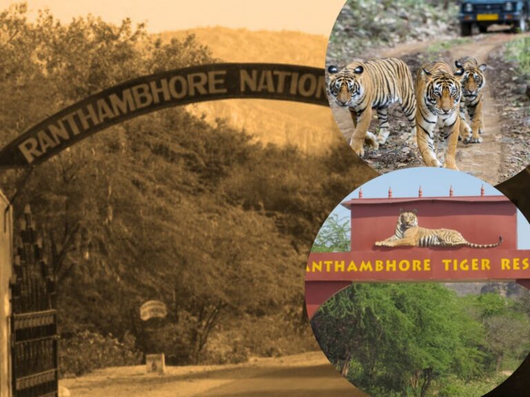 Tiger-safari-in-Ranathambhore