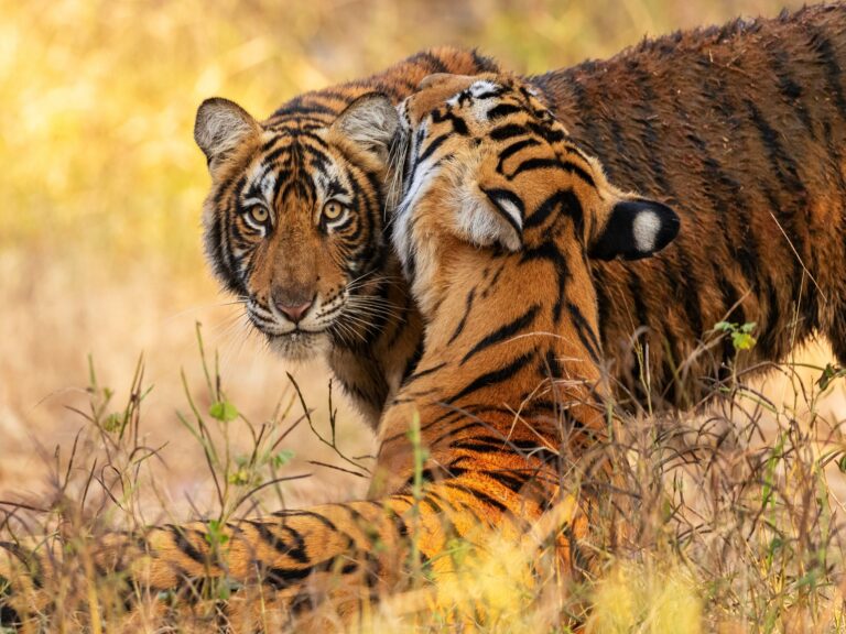 Ranthambore Jungle Safari Package