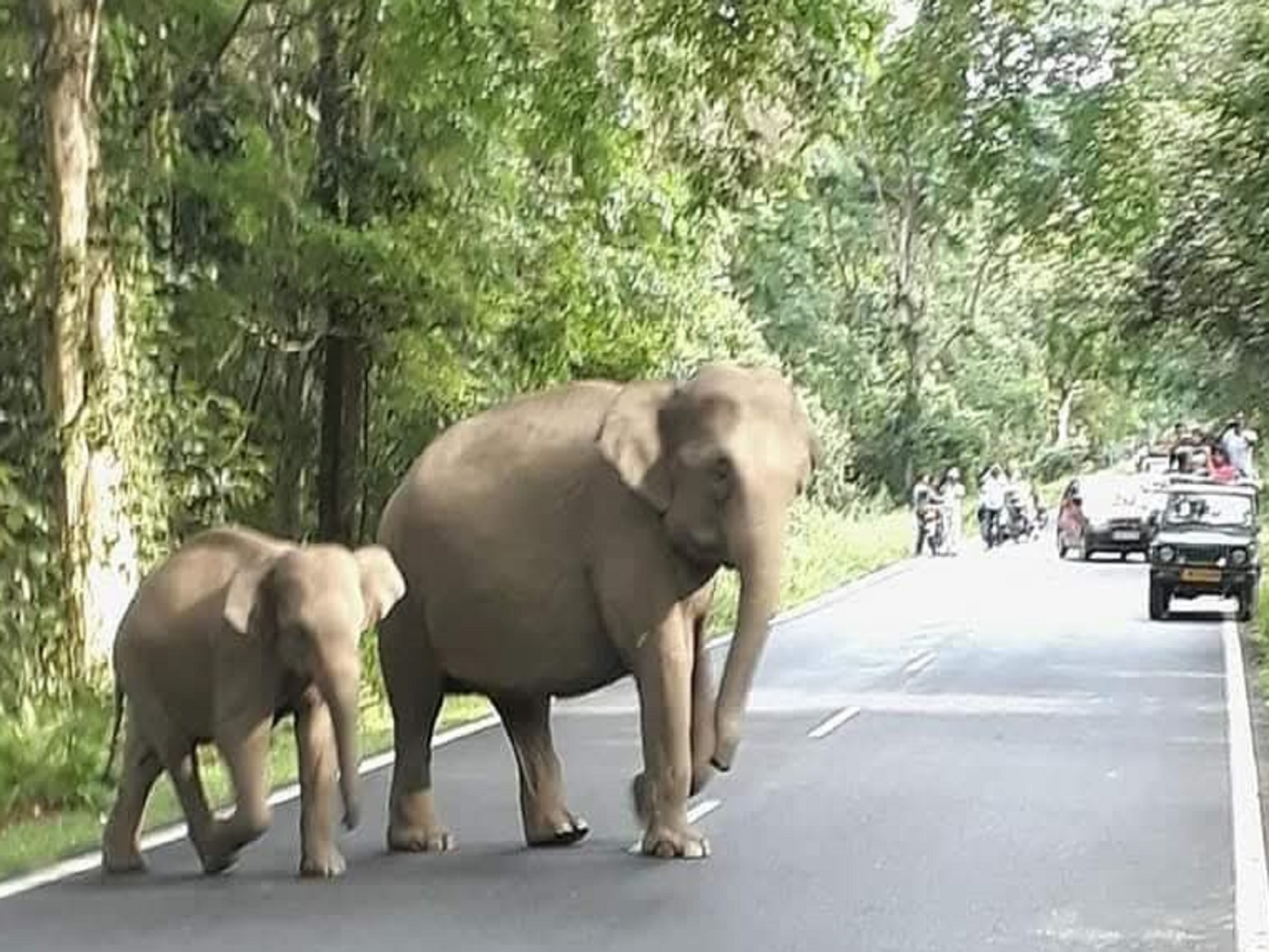 Dooars Jungle safari package