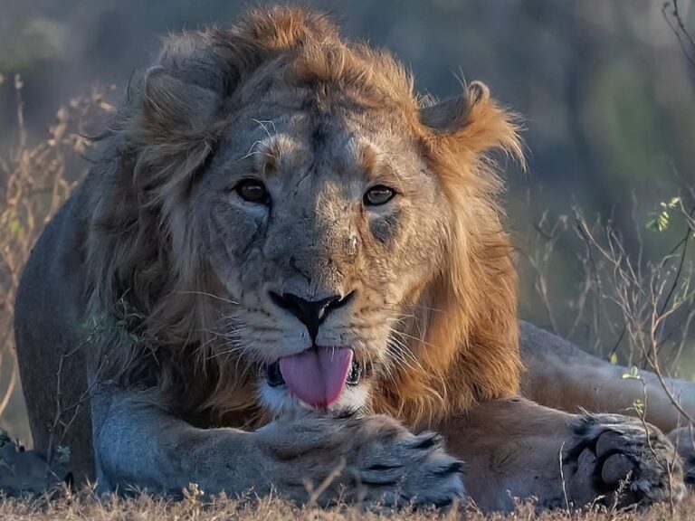 gir-national-park-tour-packages
