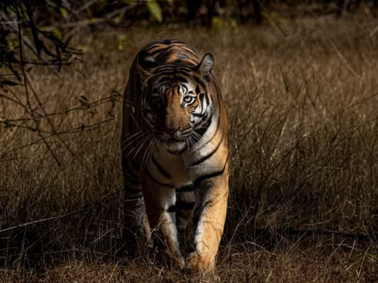 kanha national park tour packages