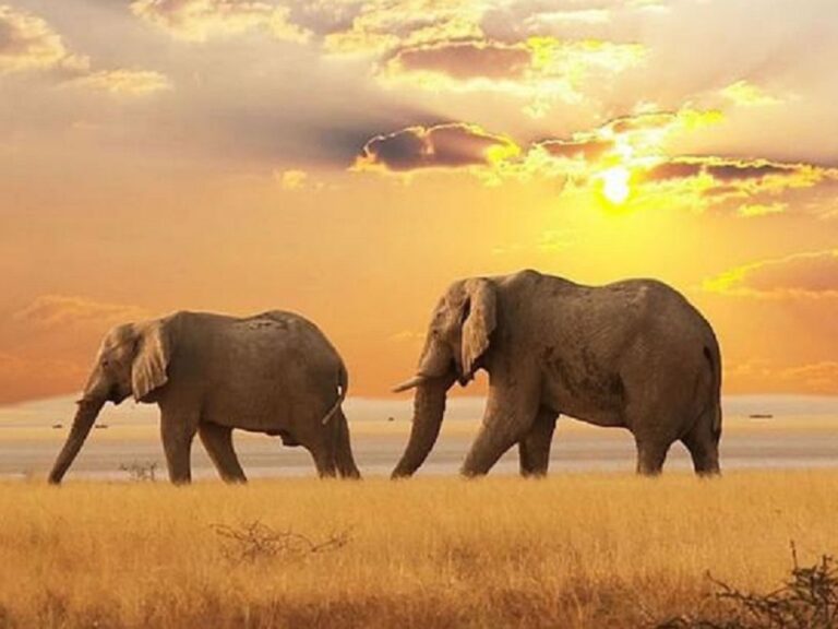 kenya-tour-packages-from-nairobi