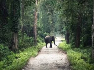 Assam Kaziranga Shillong tour