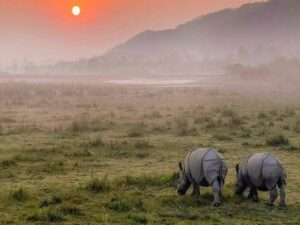 Kajiranga Jungle Safari