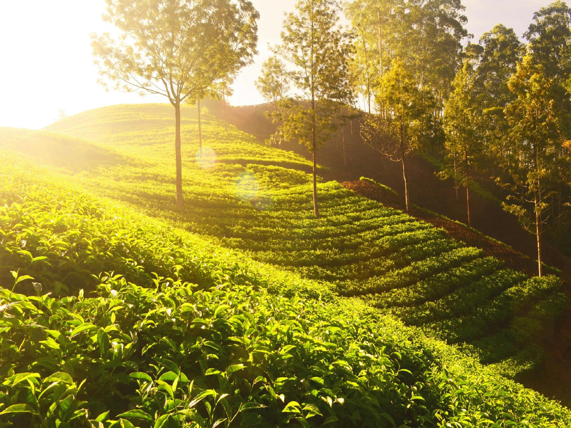 kerala tour packages from kolkata for family