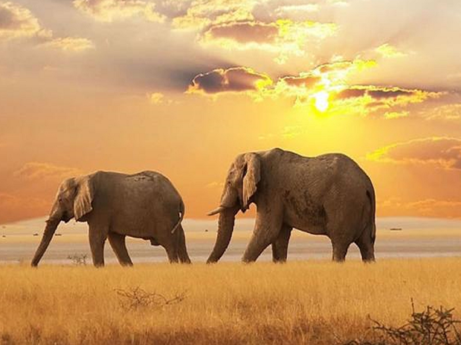 kenya masai mara safari tour package