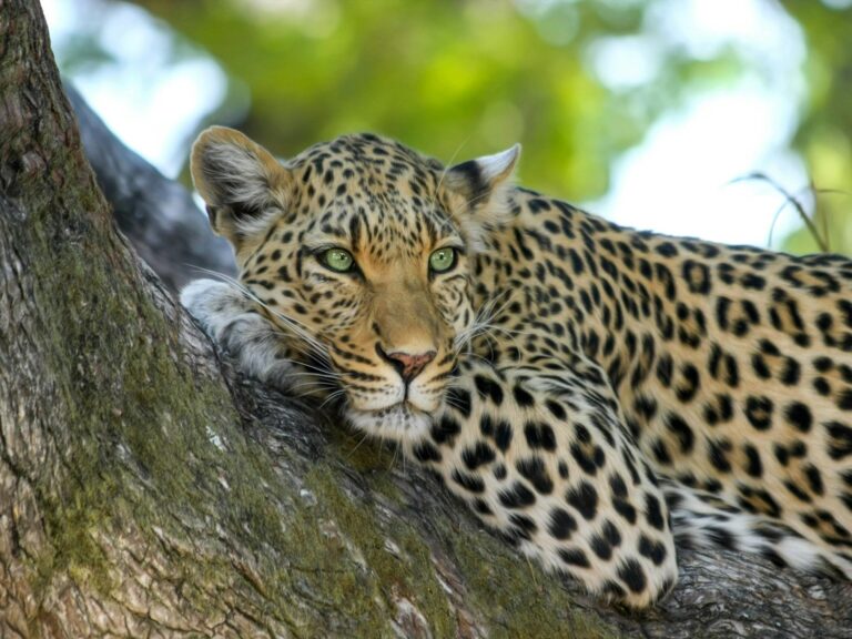Leopard in Srilanka Yala National Park