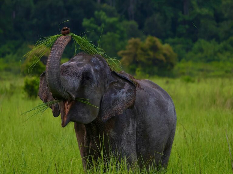 Elephant in Yala National Park Sri Lanka