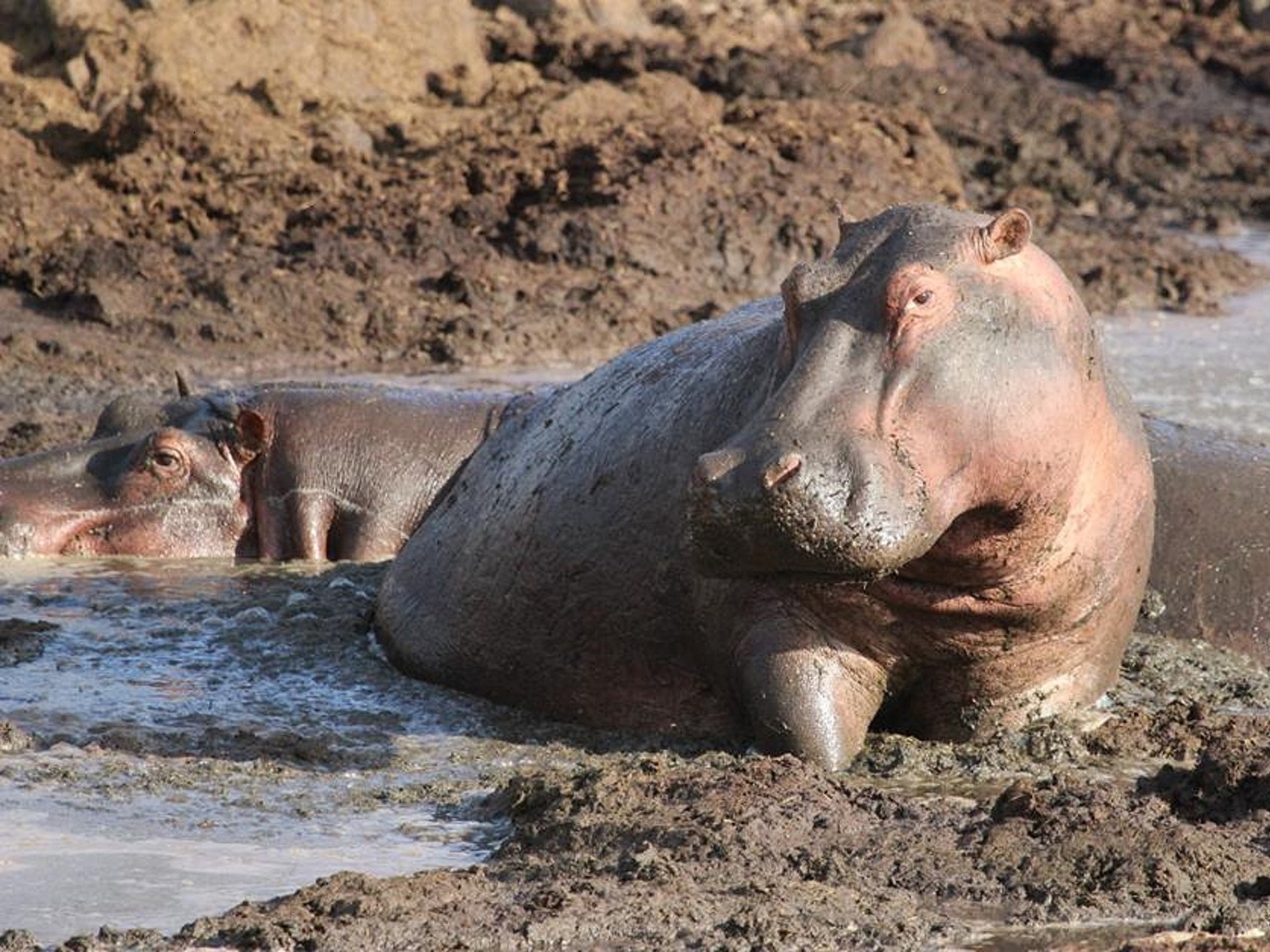 Ngorongoro-Tanzania-Hippo Ngorongoro Tanzania Hippo