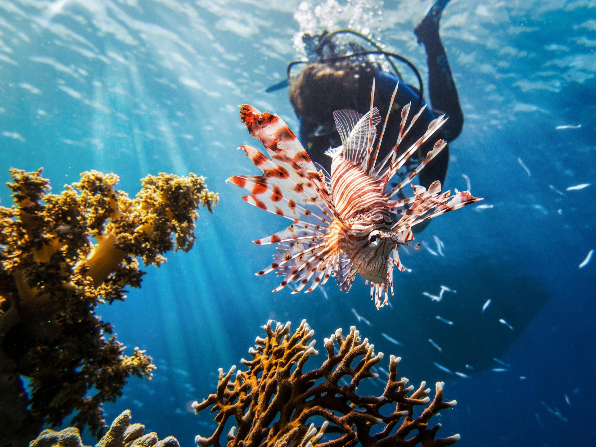 snorkeling in Neil Island Andaman