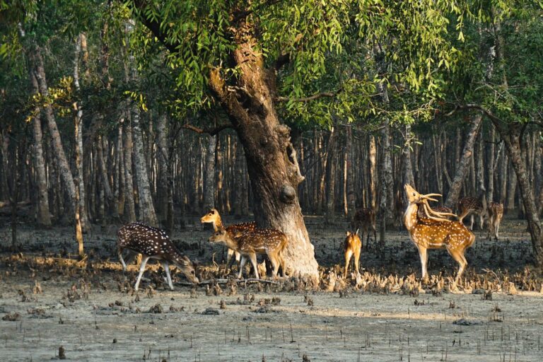 sundarban-mangrove-forest-Deer