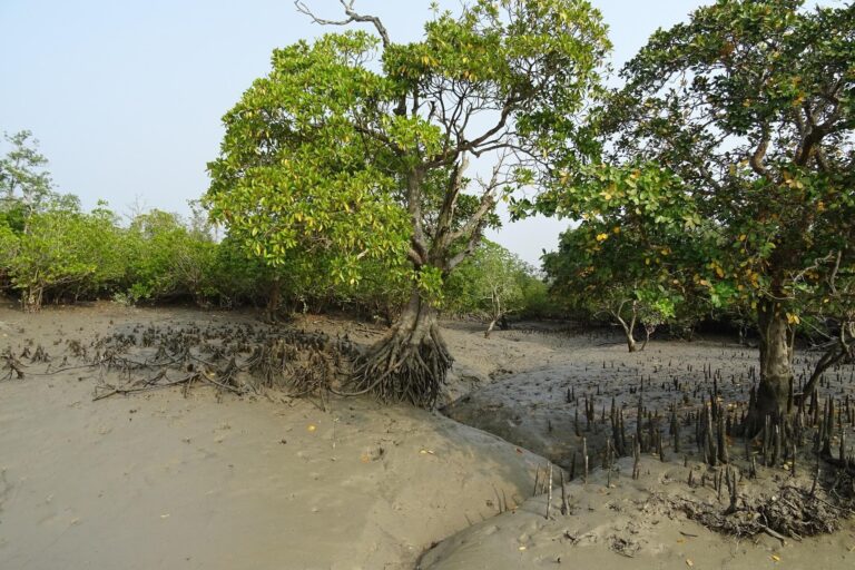 sundarban mangrove forest in west bengal