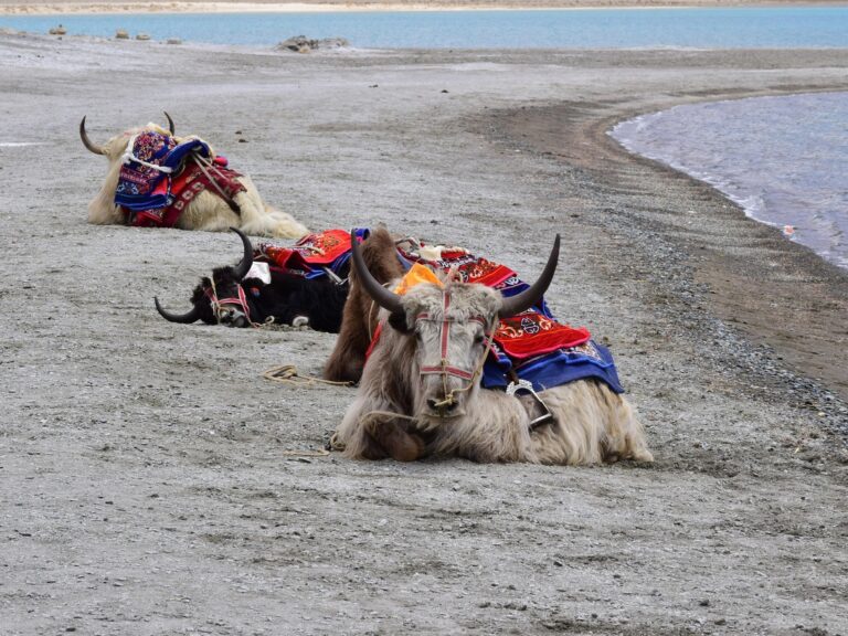 A-two-Humped-Camel-Sayak-Leh-Ladakh