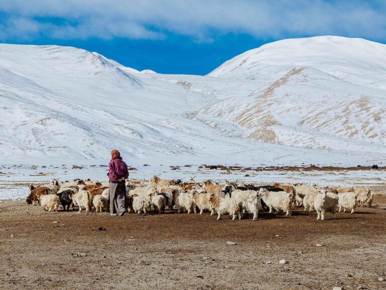 flock of sheep -Leh-Ladakh