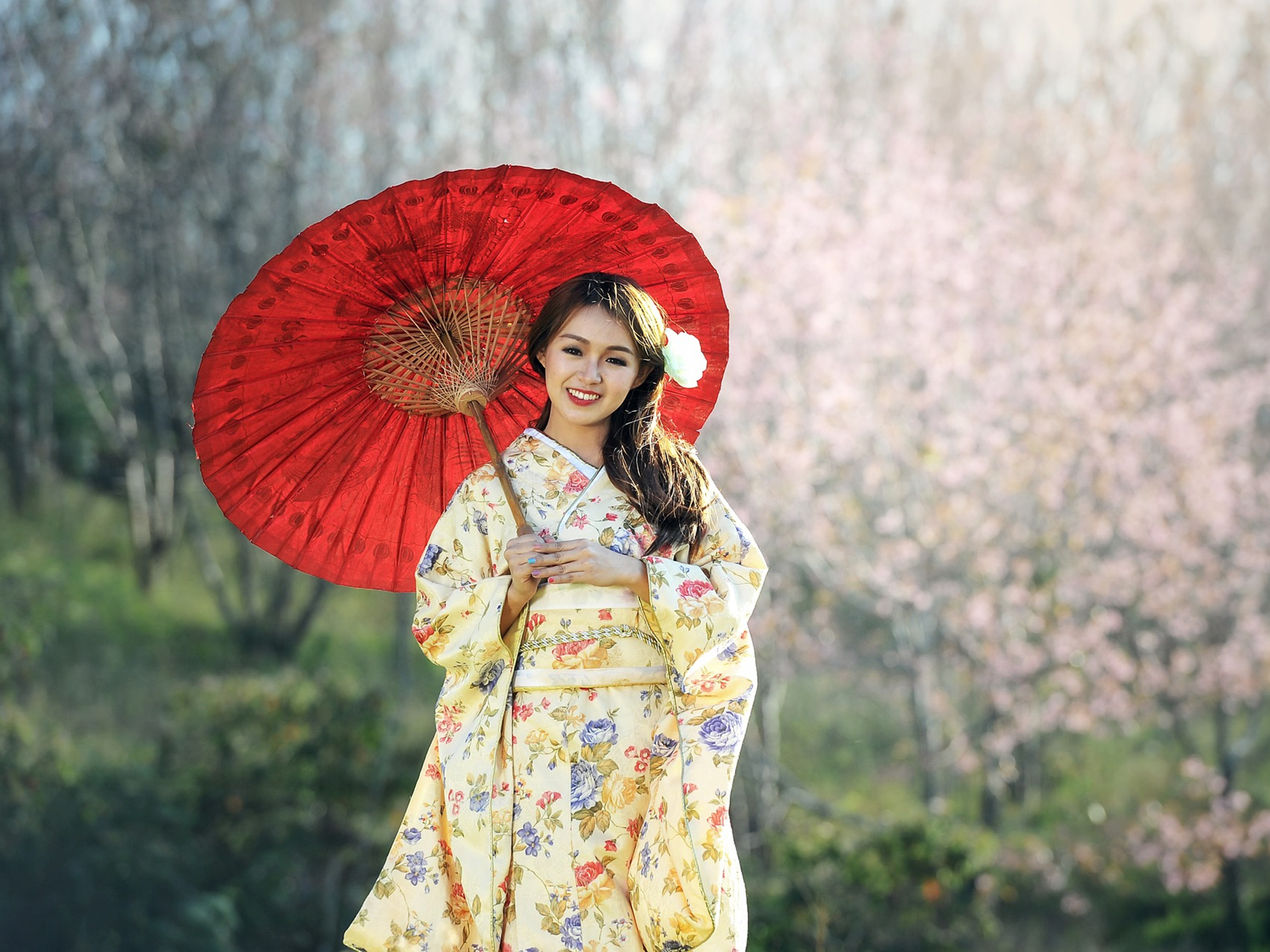 Lady with umbrealla standing in Japanese cherry blossom garden